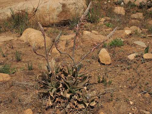 Aloe graciliflora (Aloe graciliflora)
