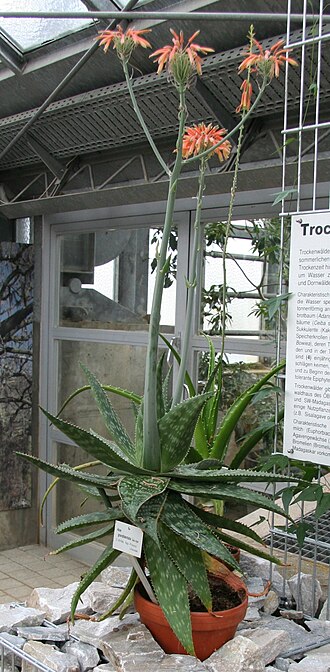 Aloe grandidentata: Aloe grandidentata im Botanischen Garten Bayreuth