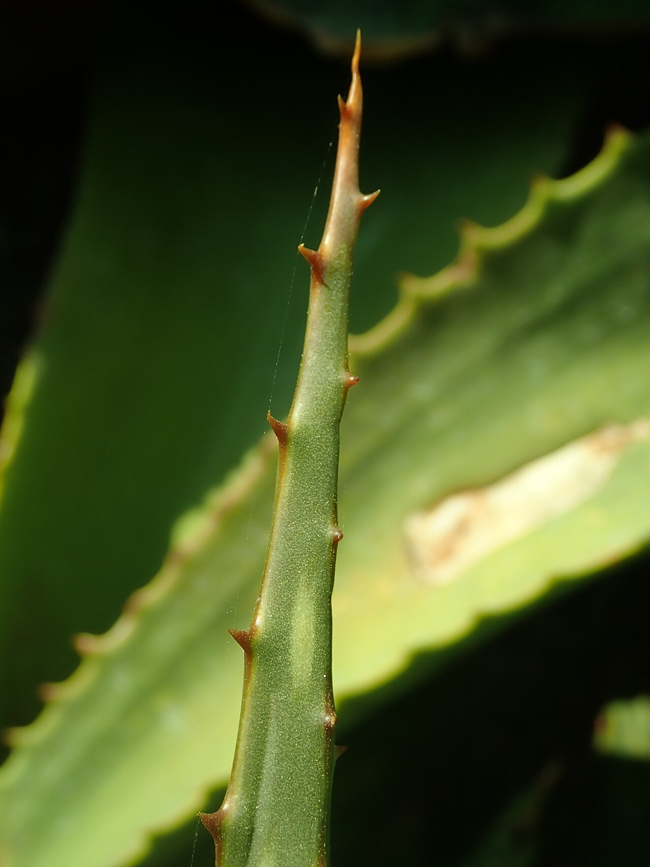 Aloe grandidentata: Aloe grandidentata , Berlin-Dahlem Botanical Garden.