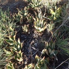 Aloe grandidentata (Aloe grandidentata)