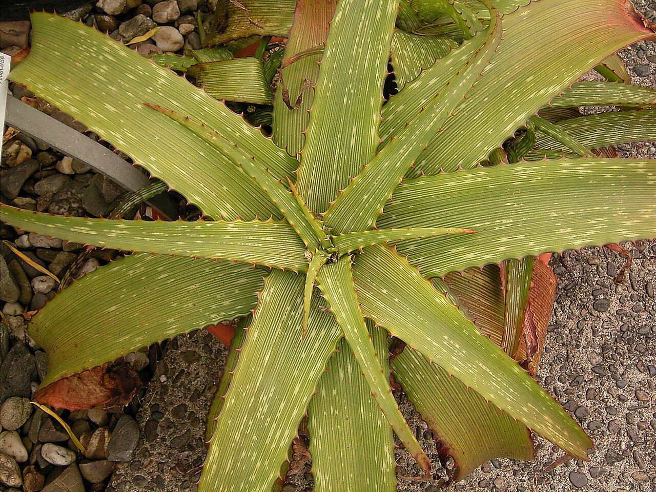 Aloe grandidentata: Aloe grandidentata
