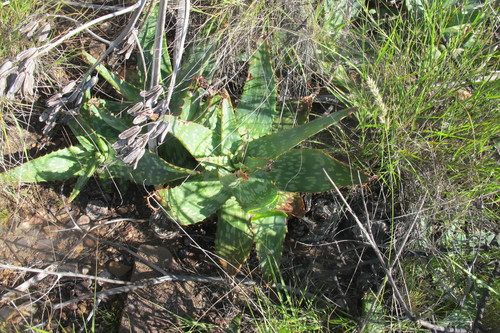 Aloe grandidentata (Aloe grandidentata)