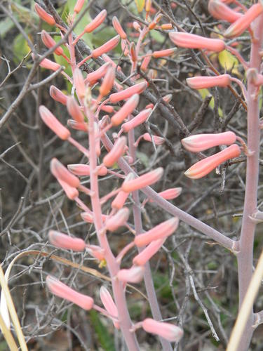 Aloe grandidentata (Aloe grandidentata)