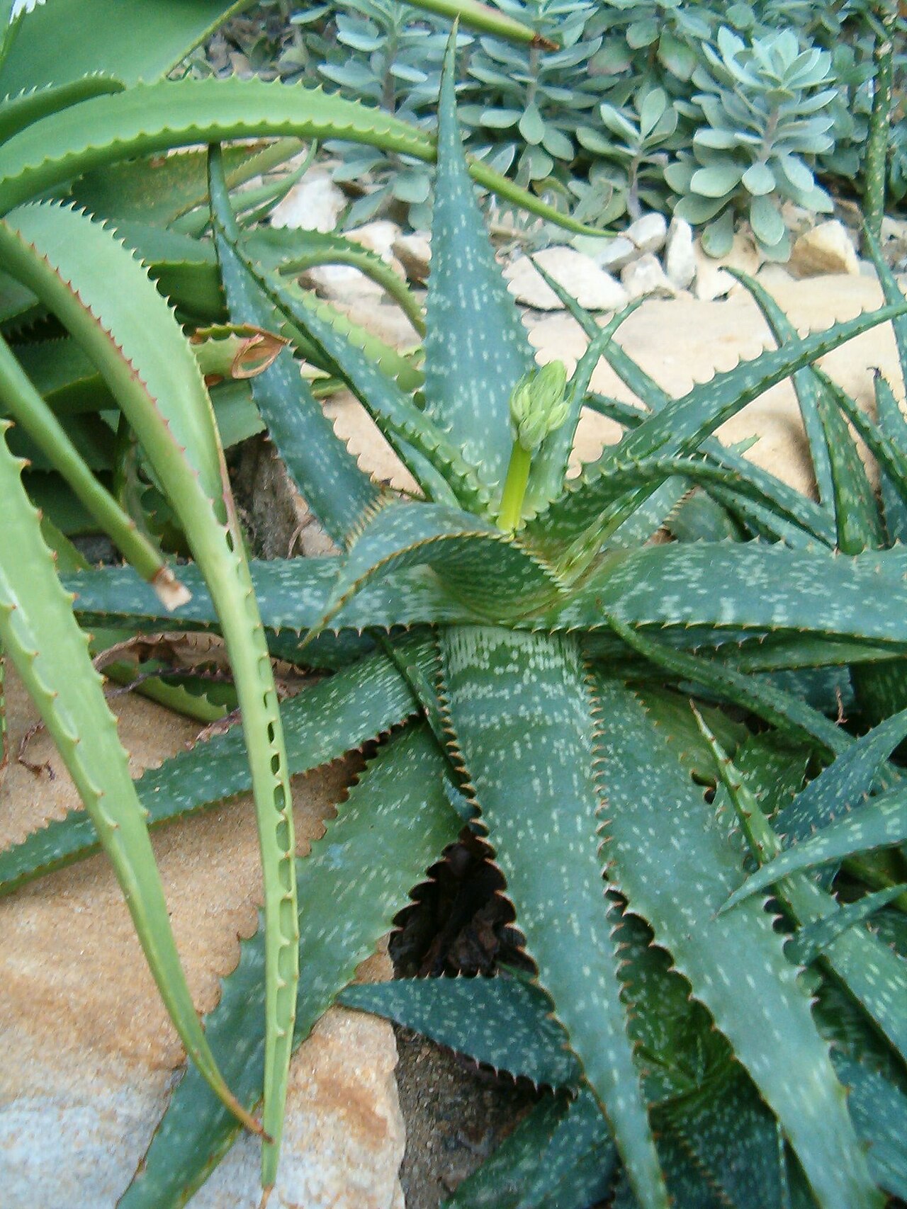 Aloe grandidentata: Location: Botanical Gardens Berlin Dahlem Xerophyt