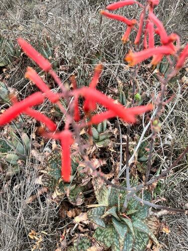 Aloe grandidentata (Aloe grandidentata)