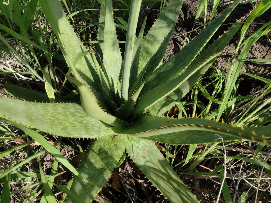 Aloe grandidentata (Aloe grandidentata)