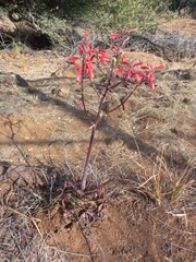 Aloe grandidentata (Aloe grandidentata)