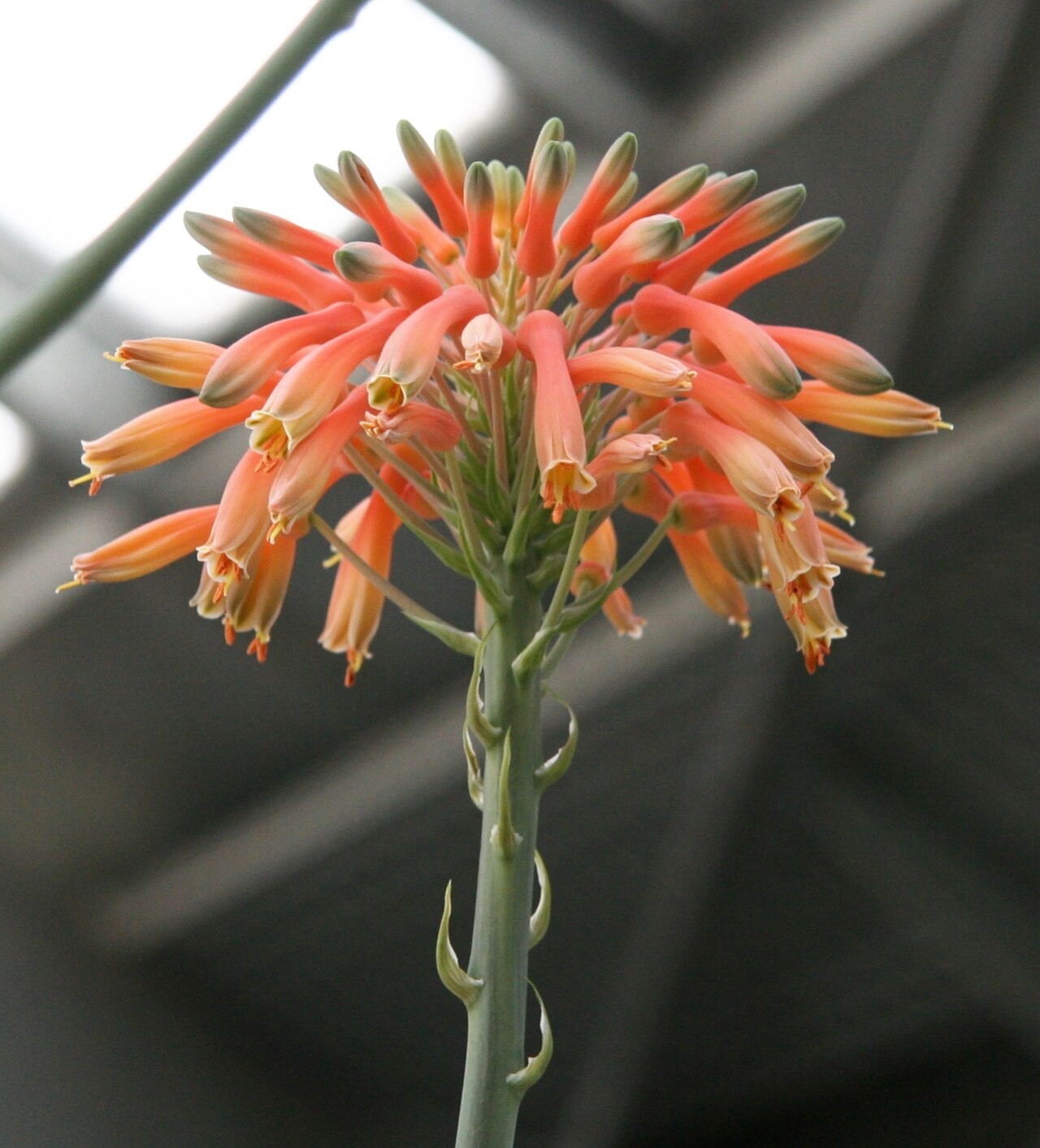 Aloe grandidentata: Aloe grandidentata im Botanischen Garten Bayreuth