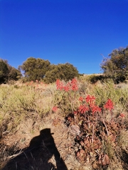 Aloe grandidentata (Aloe grandidentata)