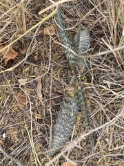 Aloe greatheadii (Aloe greatheadii)