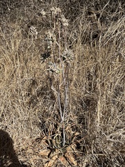 Aloe greatheadii (Aloe greatheadii)