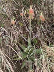 Aloe greatheadii (Aloe greatheadii)
