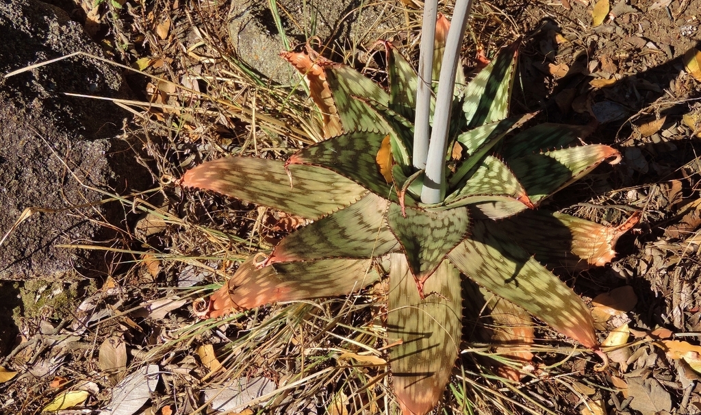 Aloe greatheadii (Aloe greatheadii)