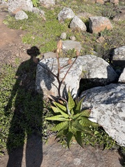 Aloe greatheadii (Aloe greatheadii)
