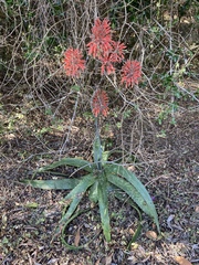 Aloe greatheadii (Aloe greatheadii)