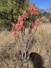Aloe greatheadii (Aloe greatheadii)