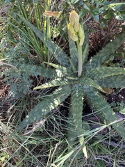 Aloe greatheadii (Aloe greatheadii)