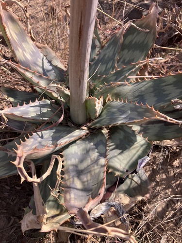 Aloe greatheadii (Aloe greatheadii)