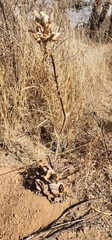Aloe greatheadii (Aloe greatheadii)
