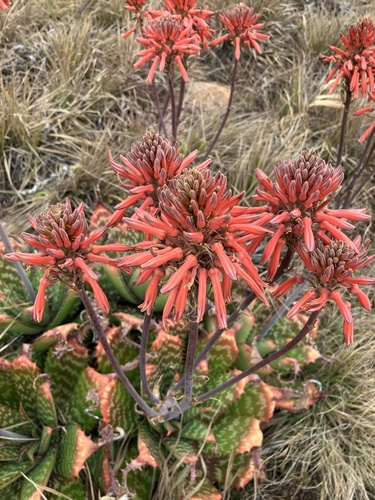 Aloe greatheadii (Aloe greatheadii)