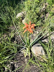 Aloe hankeyi (Aloe hankeyi)