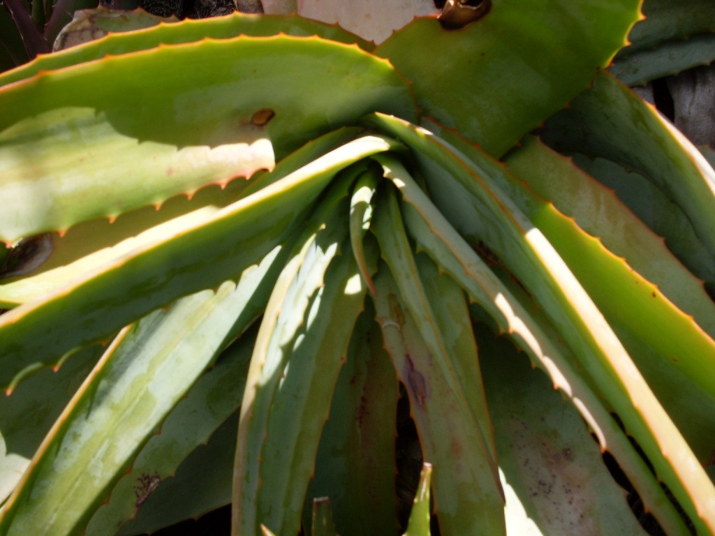 Aloe hardyi: Aloe hardyi. Hanging Aloe. Detail of rosette. South Africa.