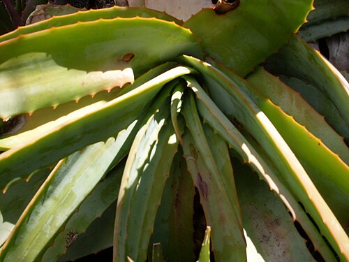 Aloe hardyi: Aloe hardyi. Hanging Aloe. Detail of rosette. South Africa.