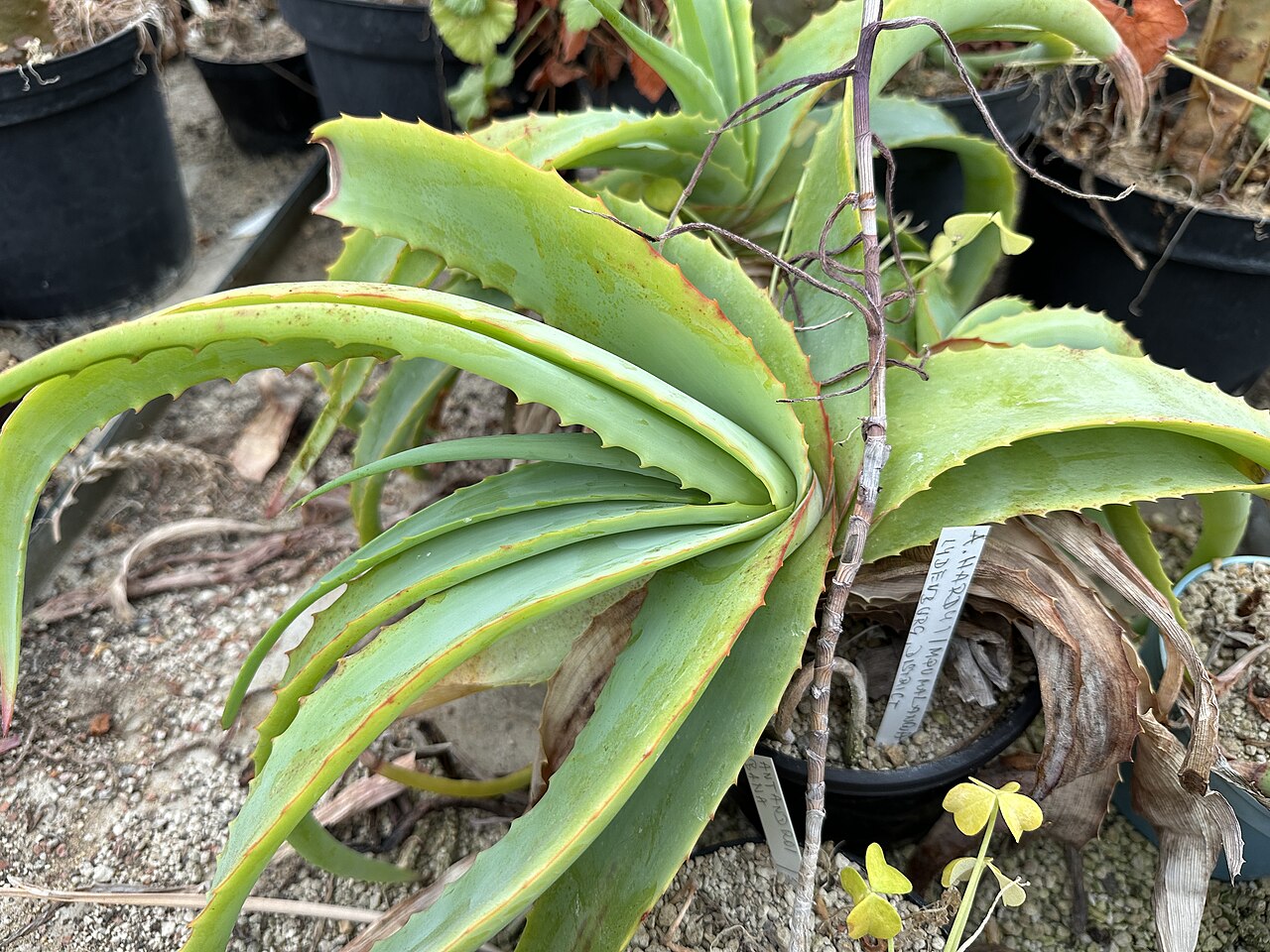 Aloe hardyi: Aloe hardyi in Kultur