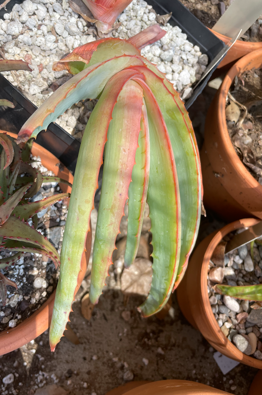 Aloe hardyi: HBG96740