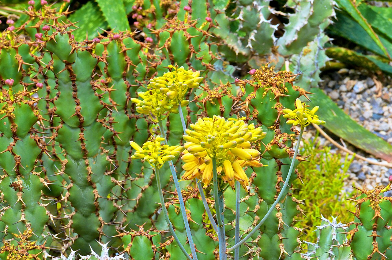 Aloe harlana: Botanischer Garten München