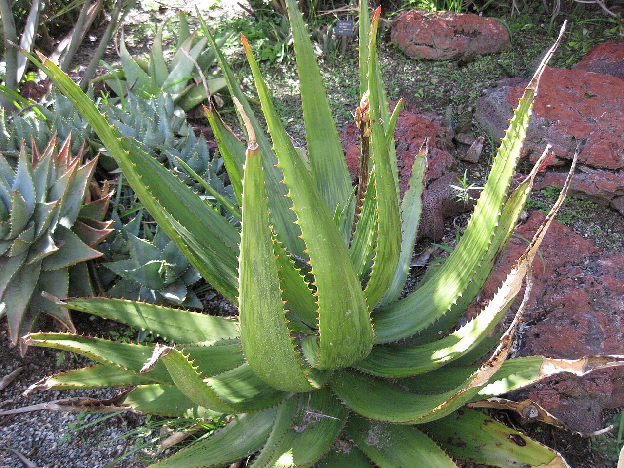 Aloe harlana: This photo is from Gardenology.org and is available under CC-BY-SA 3.0 license. If you use it, please include attribution to Gardenology.org, with a link if the