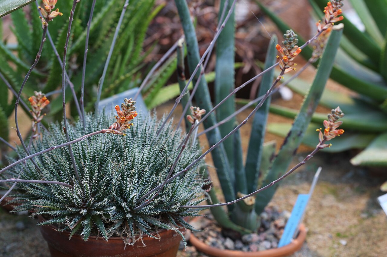 Aloe haworthioides: Aloe haworthioides in Gothenburg Botanical Garden. Plant id: 2001-2026 p G -- Lintsen