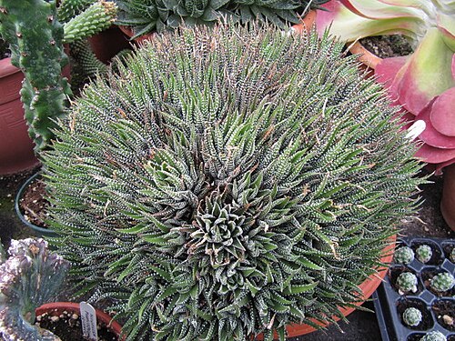 Aloe haworthioides: Some Aloe species look like perfect members of the related Haworthia genus, and are difficult to distinguish when not in bloom. This species is native to Madaga