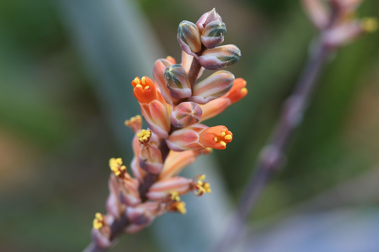 Aloe haworthioides: Aloe haworthioides in Gothenburg Botanical Garden. Plant id: 2001-2026 p G -- Lintsen