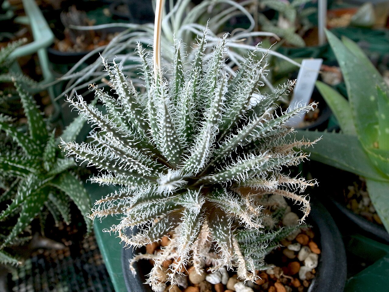 Aloe haworthioides: アロエ・ハオルチオイデス Aloe haworthioides