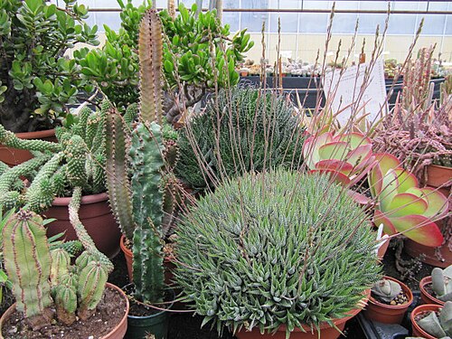 Aloe haworthioides: And other succulents, including Euphorbia species. Aloe haworthioides is endemic to the mountains of central Madagascar. It grows in quartz in cracks in the roc