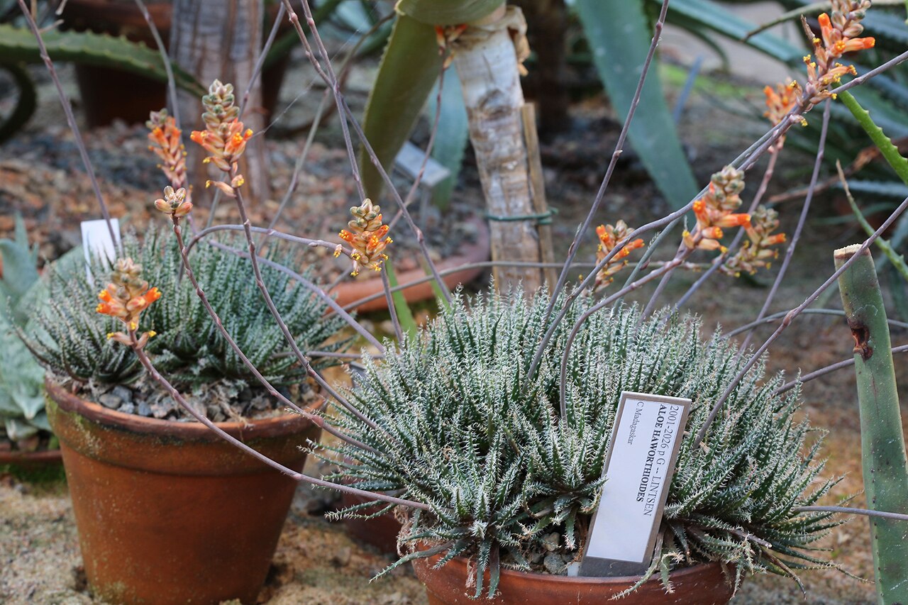 Aloe haworthioides: Aloe haworthioides in Gothenburg Botanical Garden. Plant id: 2001-2026 p G -- Lintsen
