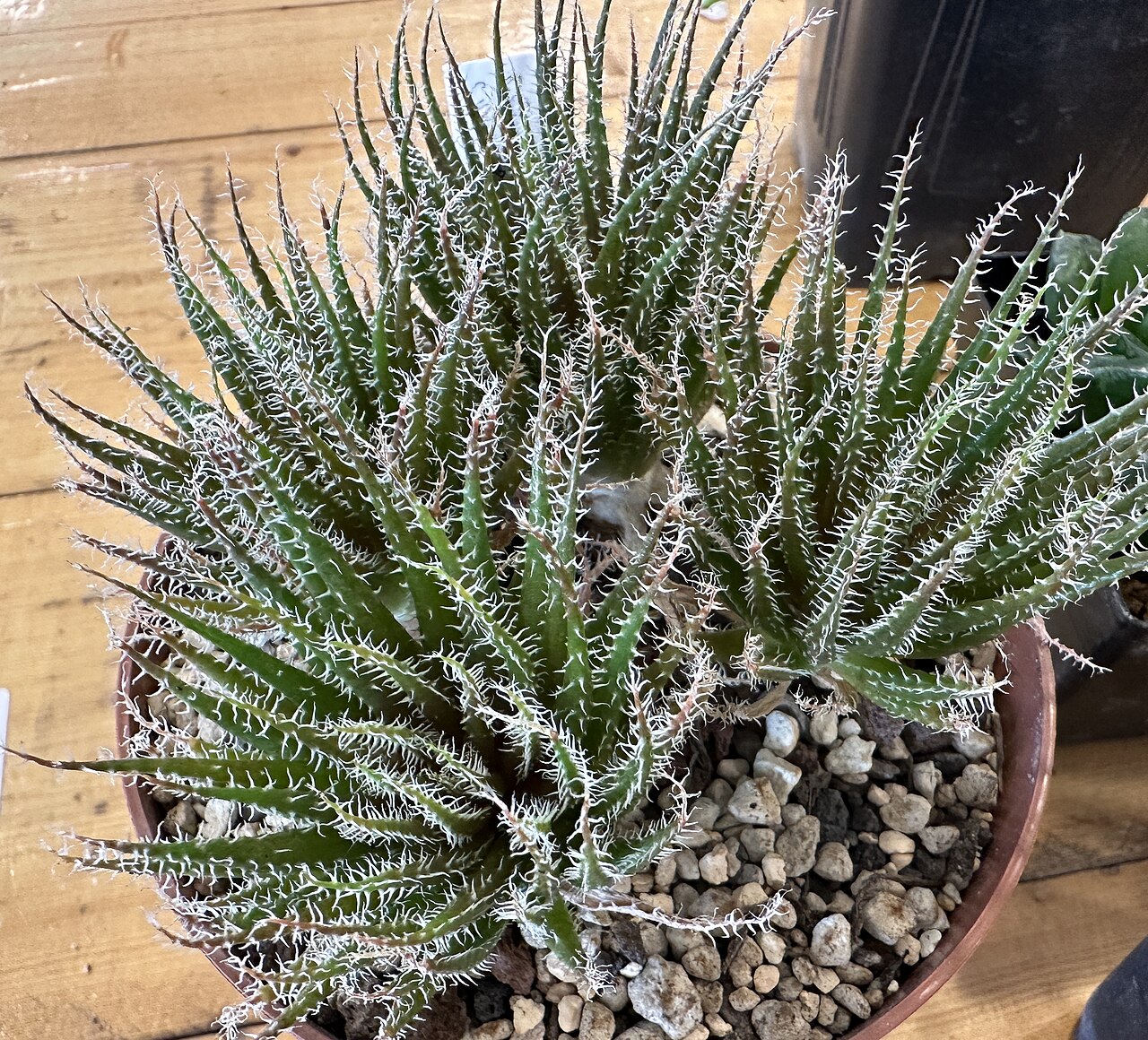 Aloe haworthioides: Aloe haworthioides