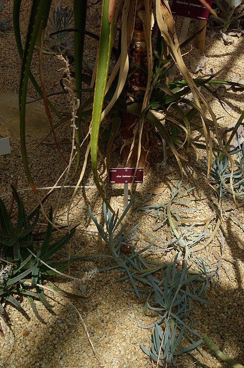 Aloe helenae: Aloe helenae, Conservatoire botanique national de Brest
