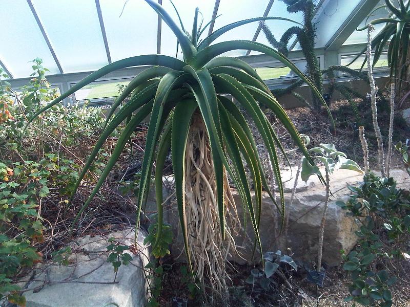 Aloe helenae: Aloe helenae in Kew Gardens, England.