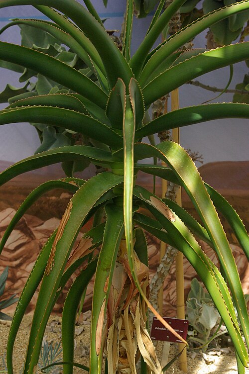 Aloe helenae: Aloe helenae, Conservatoire botanique national de Brest