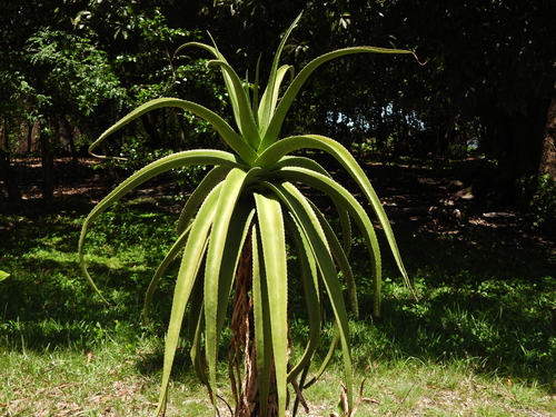 Aloe helenae (Aloe helenae)