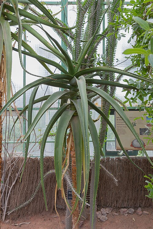 Aloe helenae: Aloe helenae au jardin botanique de Lyon, France.