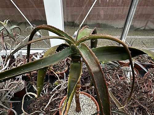 Aloe helenae: Aloe helenae im Botanischen Garten Meise, Belgien