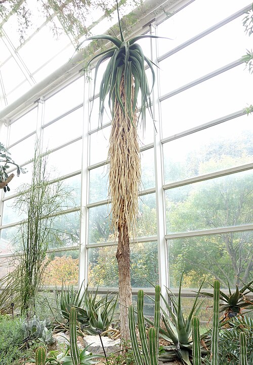 Aloe helenae: Botanical specimen in the Brooklyn Botanic Garden, Brooklyn, New York, USA.