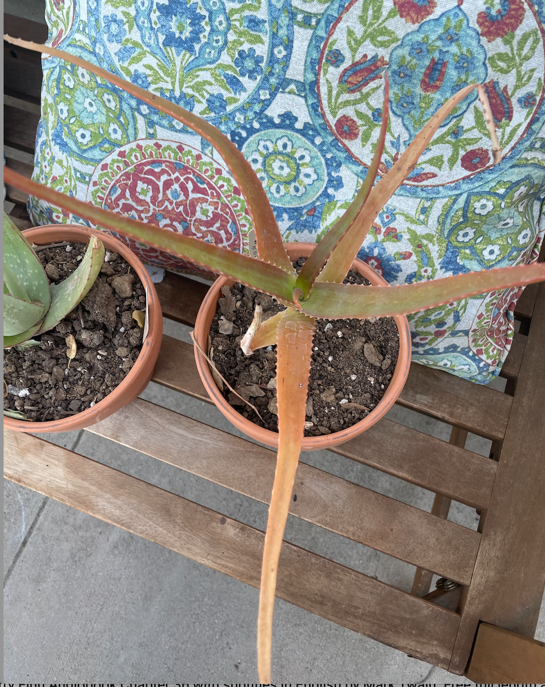 Aloe helenae: Aloe helenae plants