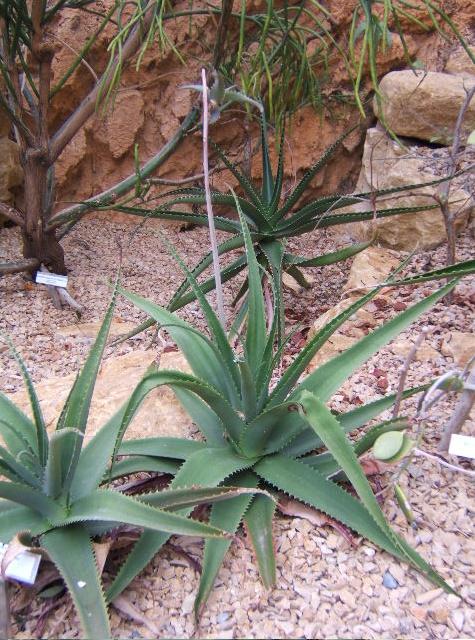 Aloe helenae: Aloe helenae at the Botanical Garden of Neuchâtel, Switzerland.