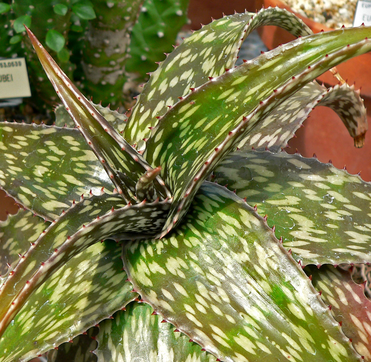 Aloe hemmingii: Aloe hemmingii at the University of California Botanical Garden , Berkeley, California