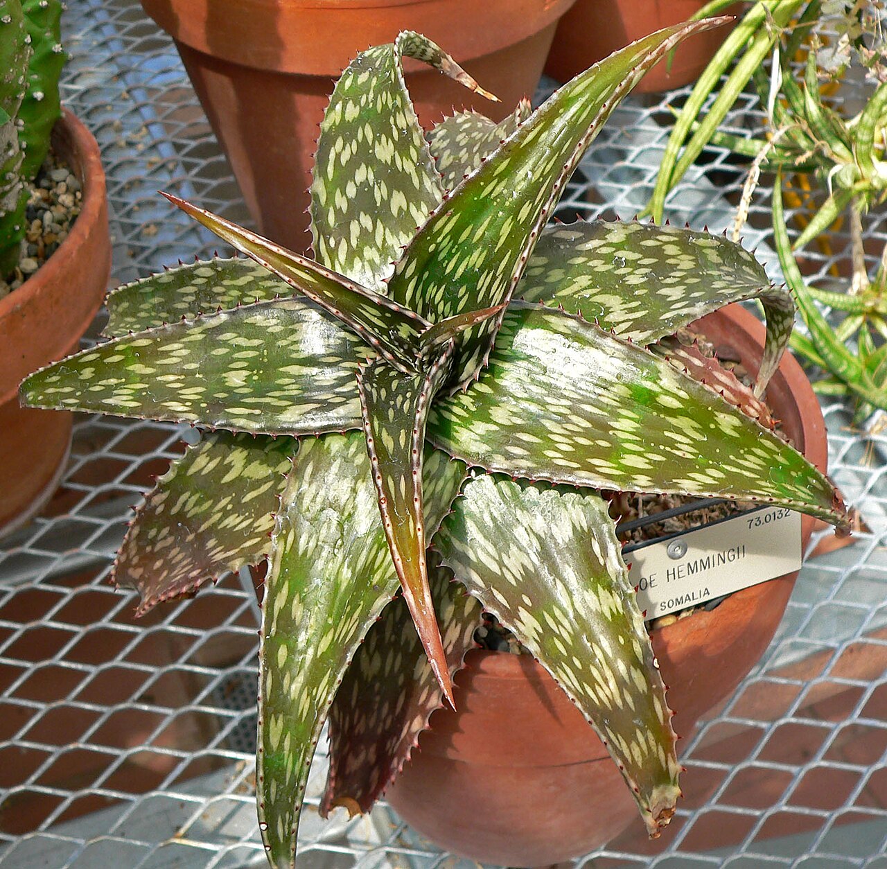 Aloe hemmingii: Aloe hemmingii at the University of California Botanical Garden , Berkeley, California