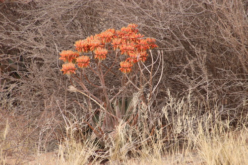 Aloe hereroensis (Aloe hereroensis)